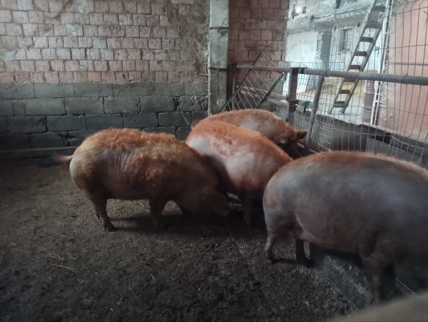 Vemhes mangalica koca