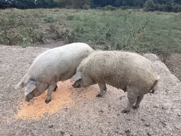 Vemhes mangalica koca elad! 