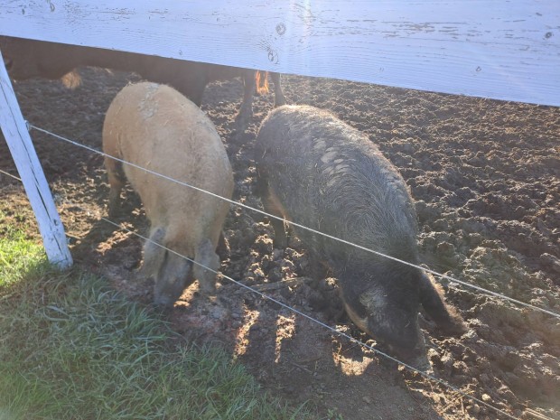 Vemhes mangalica kock eladk.