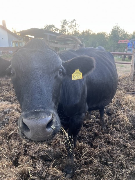 Vemhes sz angus-holstein