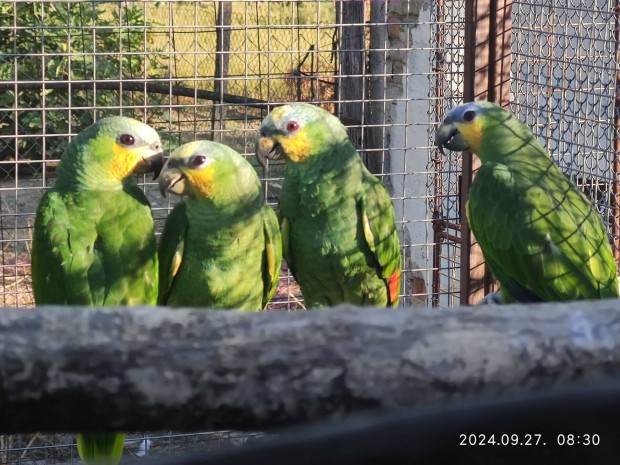 Venezuela Amazon papagjok eladk