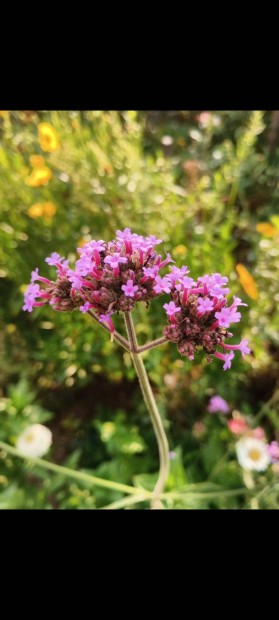 Verbena bonariensis, ernys verbna min 100 mag/csomag