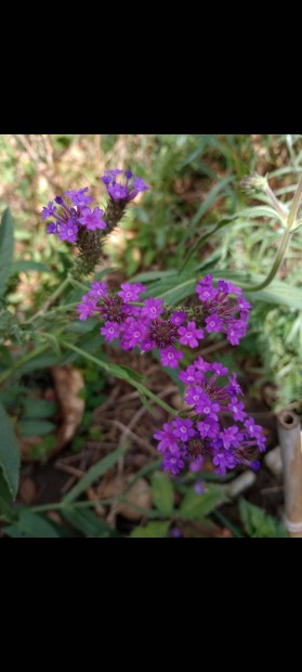 Verbena rigida, lila verbna, kkvirg vasf mag. Ritka! 30mag/cs