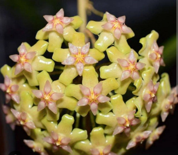 Viaszvirg, Hoya Biakensis Splash, ritkasg