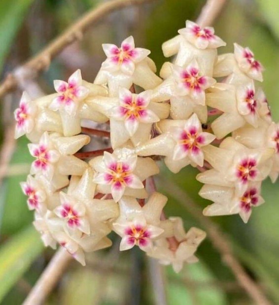 Viaszvirg, Hoya. Hoya verticillata North Bali