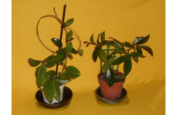 Viaszvirg /Hoya / ksznvny, illatos, fehr virg. 50 s 100 cm