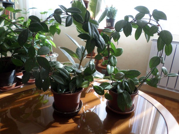 Viaszvir�g: az egyik Elkelt, m�g egy n�v�ny van elad�