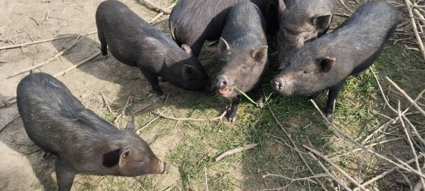 Vietnm mangalica csnghas nstny malacok