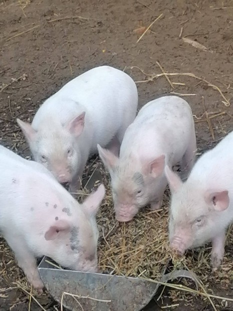 Vietnmi - fehr - durok-pietrin keverk malacok kltznnek!