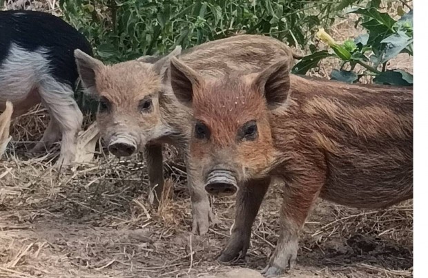 Vietnmi, durok mangalica pietrin keverkek