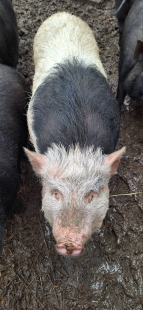 Vietnami cseng� hasu malacok