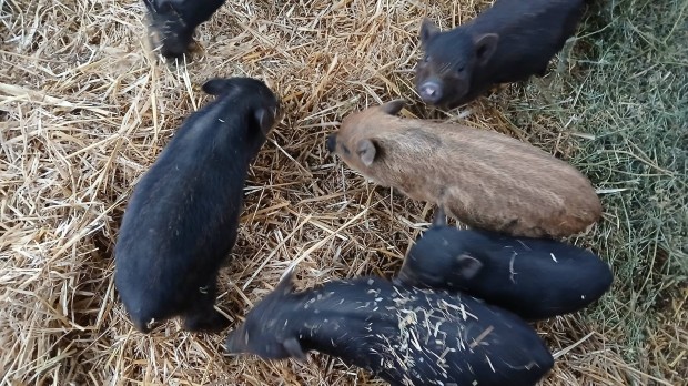 Vietnmi keverk vlasztsi malacok ( mangalica keverk)