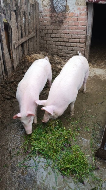 Vietn�mi koca malac�val Elad�!