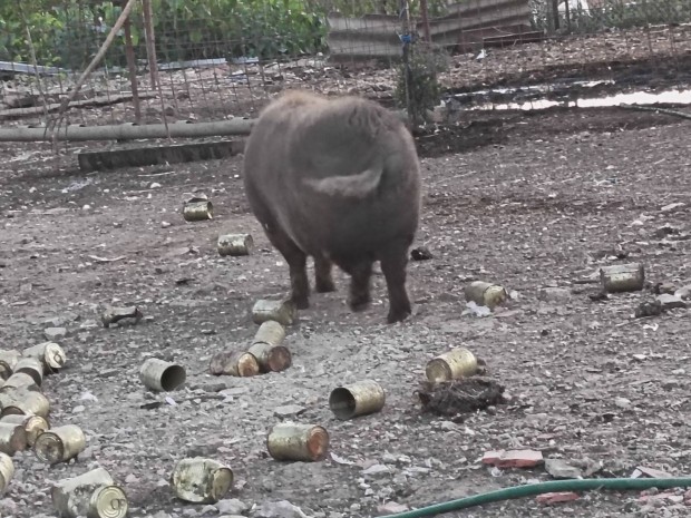 Vietnmi malacok eladak