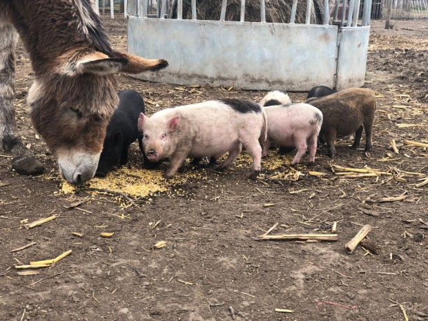 Vietnmi malacok tbb szinben ea. nagytest fajta. Sifok