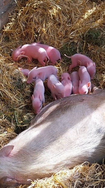 Vietnmi vlasztsi malacok