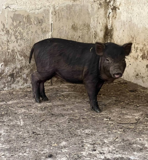 Vietnmi vlasztsi malacok