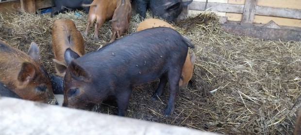 Vietnmi x duroc malacok eladk