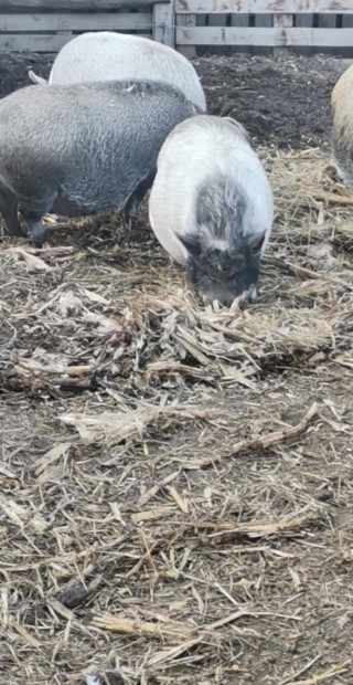 Vietnmi x mangalica kock eladk,cserlhetk!