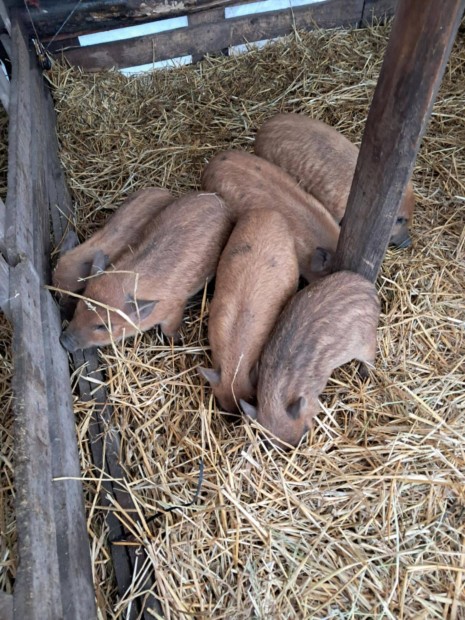 Vietnami x mangalica malacok eladk!