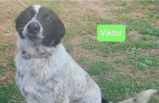 Viktor: 2 ves kan rkbe fogadhat