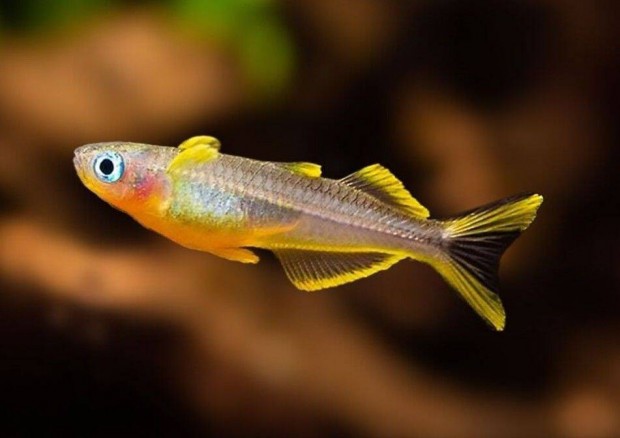 Vill�sfark� kal�szhal