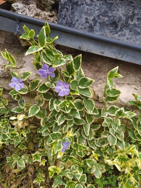 Vinca major variegata Nagy tlizld