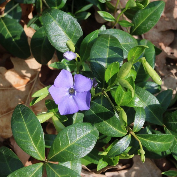 Vinca minor (Kis meténg) örökzöld kis télizöld talajtakaró konténerben
