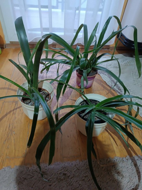 Vir�g helyhi�ny miatt elad�