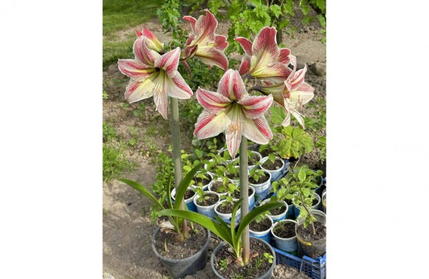 Virgz amarillisz 80 cm - Hippeastrum cserpben