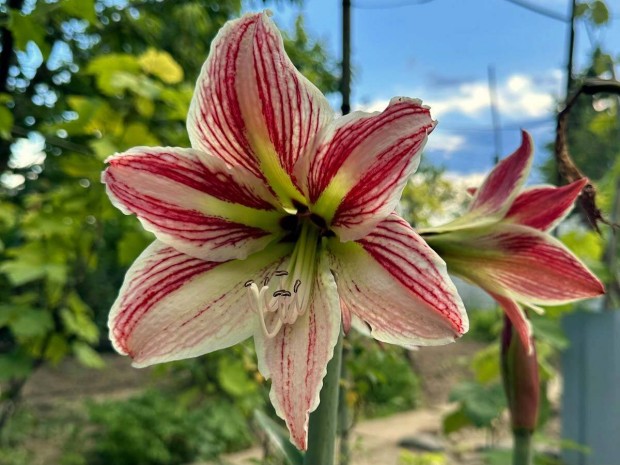 Virgz amarillisz 80 cm - Hippeastrum cserpben