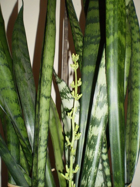 Virgz anysnyelv sansevieria