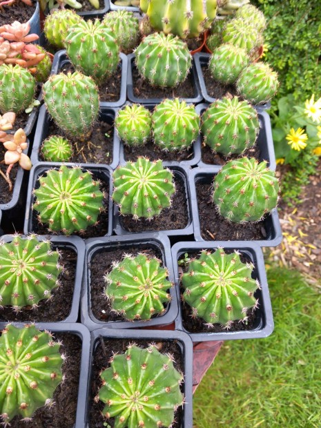 Vir�gz� k�pes g�mbkaktusz k�t m�retbe