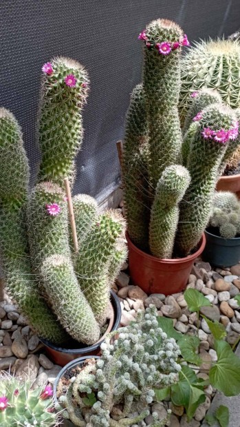 Virgz oszlopos kaktusz elad Monoron