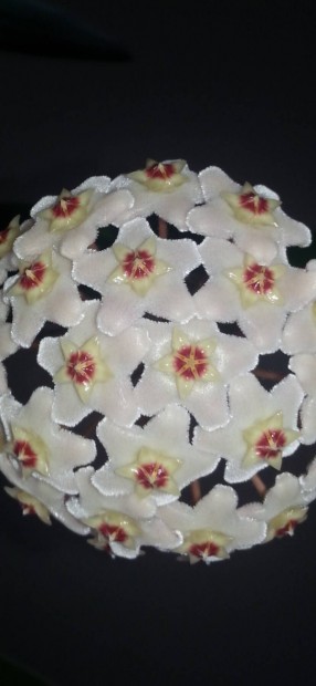 Virgz porceln virg Viaszvirg Hoya