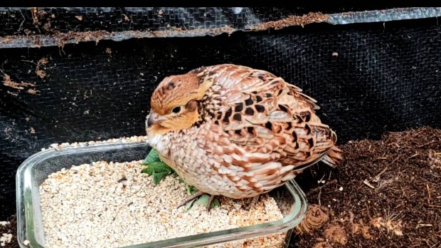 Virginiai fogasf�rj 