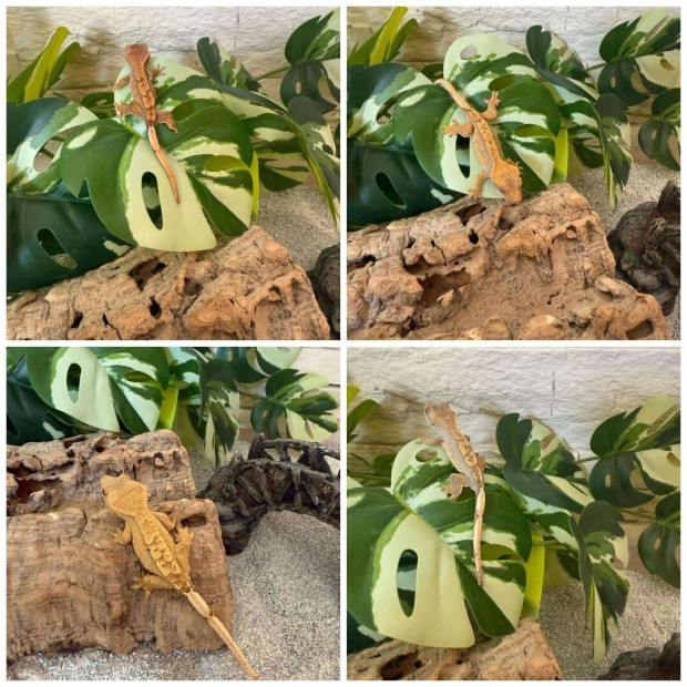 Vitorls gekko