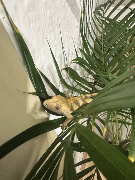 Vitorls gekko