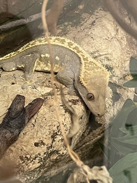 Vitorlás gekkó + terrárium