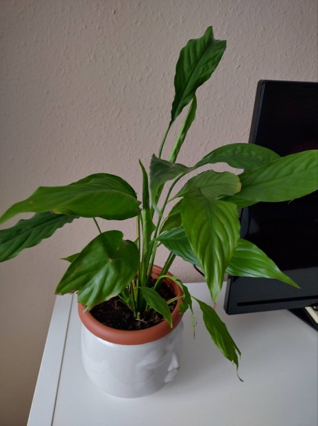 Vitorlavirág 42 cm magas