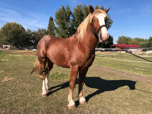 Vlaams paard. Hidegvr