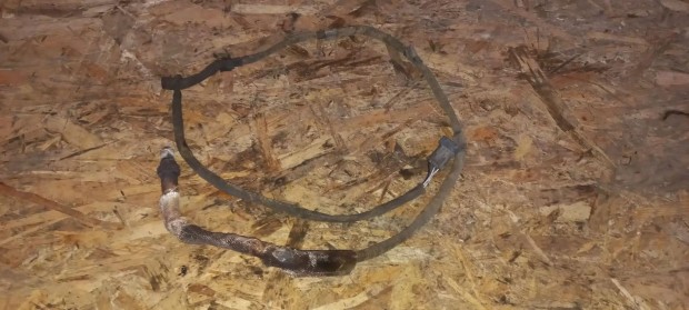 Volvo S80 98 Lambdaszonda labdaszonda lambda labda szonda szenzor 2511