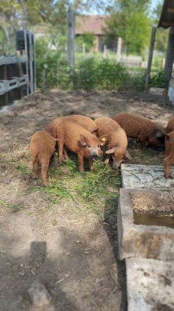 Vrs Mangalica malacok