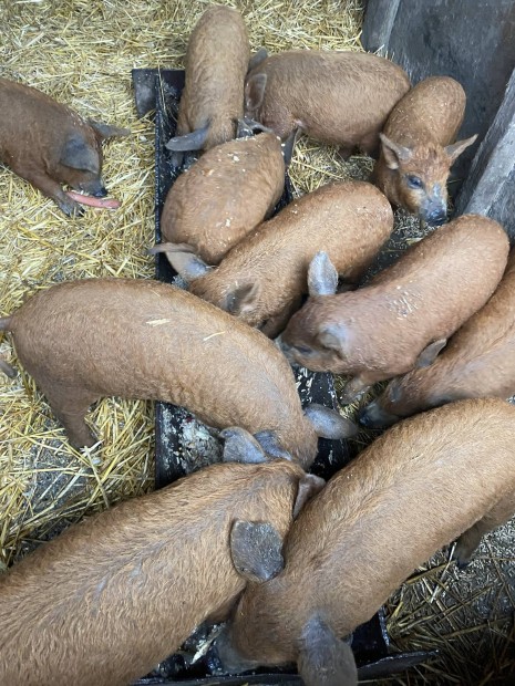 Vrs Mangalica malacok eladk Grdonyban