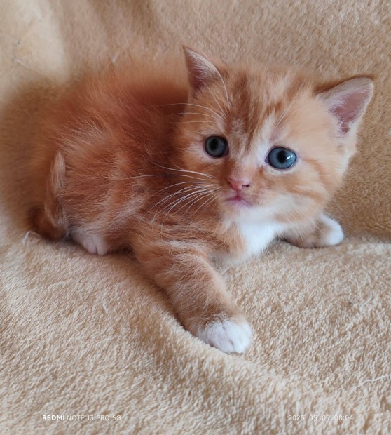 Vrs fehr tabby trzsknyves brit