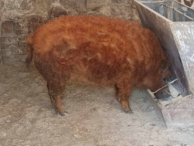 Vrs mangalica elad Fldesen 