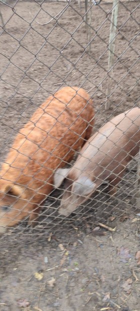 Vrs mangalica s duroc sertsek eladk!