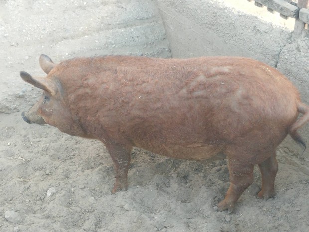 Vrs mangalica hzk Lajosmizsn