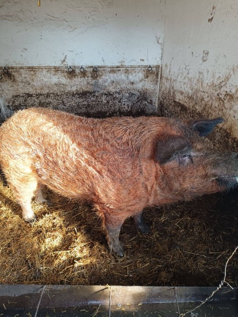 Vrs mangalica kan