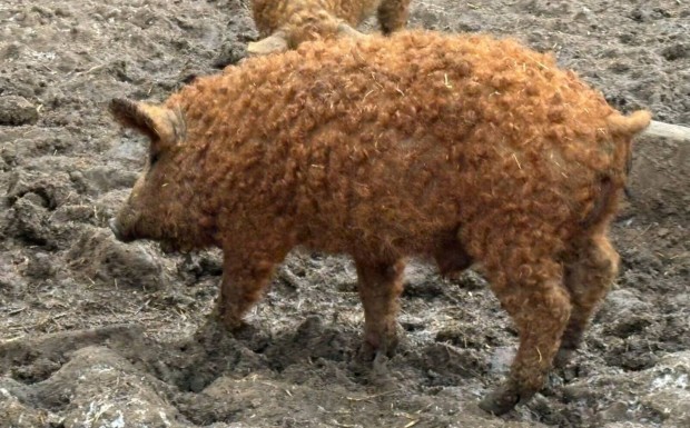 Vrs mangalica kan 